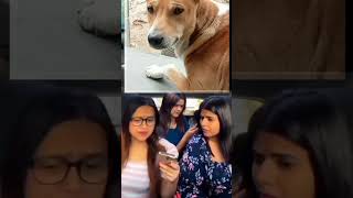 super funny dog fani video funny dog cute dog and cute dog