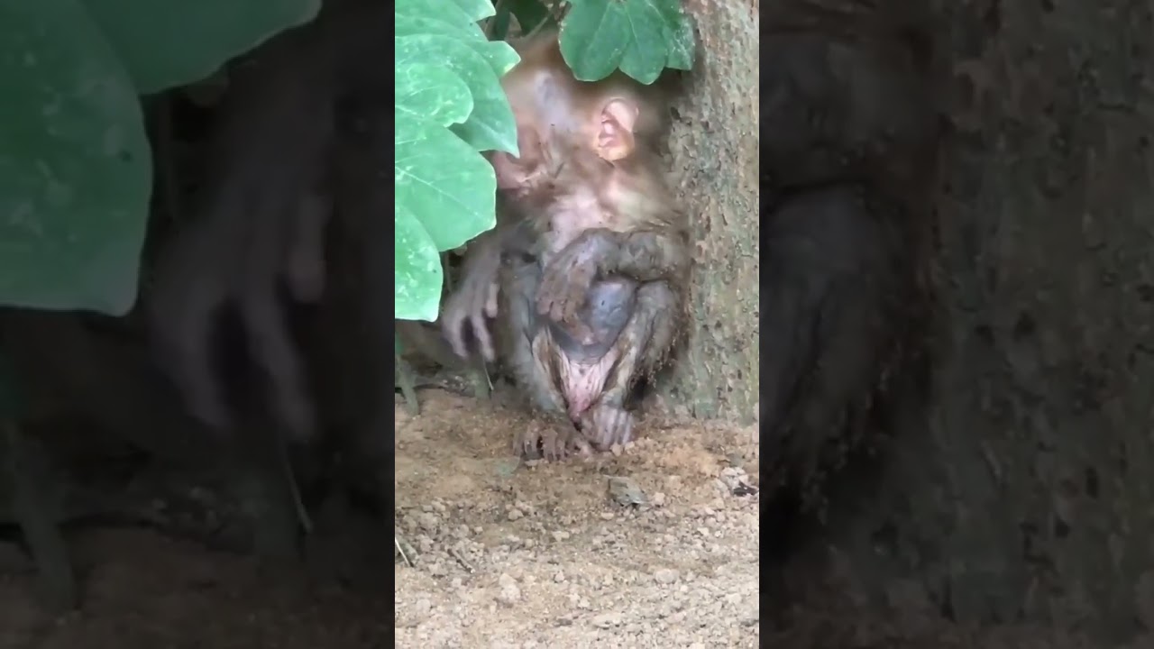 Baby monkey scared 