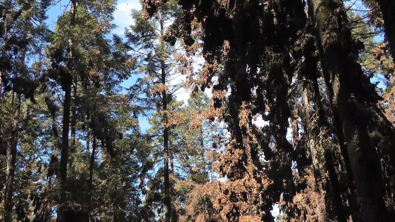 Monarch Butterfly Migration To Mexico YouTube Monarch Butterfly Migration To Mexico YouTube