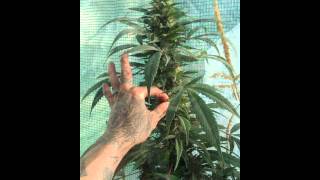 Cycle Of Grow