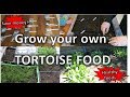 Grow your own tortoise food | happytortoises