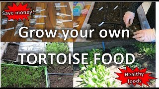 Grow your own tortoise food | happytortoises