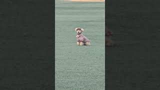 군밤장사 하러가기전  #강아지 #강아지브이로그 #강아지일상 #애견영상 #dog #푸들