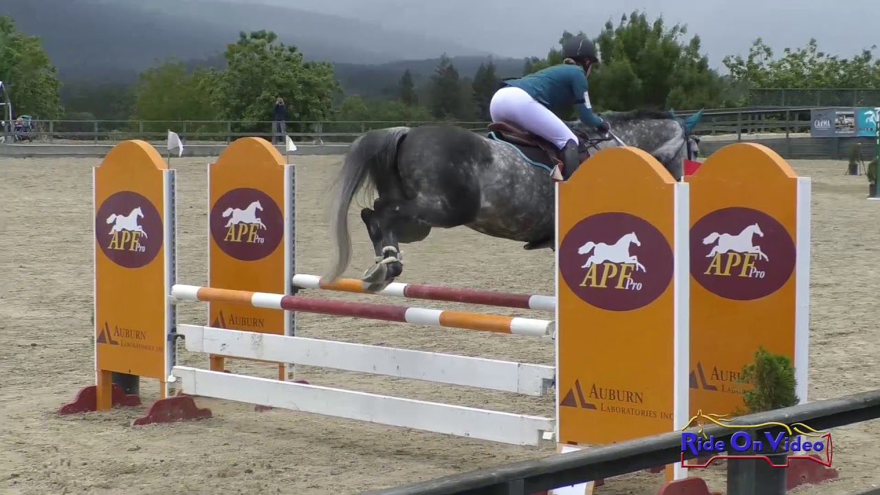 horseshoe bend 166S Shannon Harger on Bankable Open Training Show Jumping Woodside May 2019