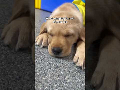 Adorable future service dogs napping | Canine Companions #shorts #shortsfeed #puppies #servicedog