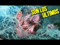 🔰 LA HUMANIDAD SE REFUGIA EN UN PLANETA DESCONOCIDO | Titanium | Resumen de peliculas