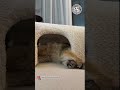 🐈:"Isi Dompet Babu Ku Habis Woiii??!!”😺😭🐾 #cat #catlovers #kitten #catshorts #shorts