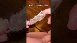 Field Mouse Origin Story Help Me Name This Little Biter