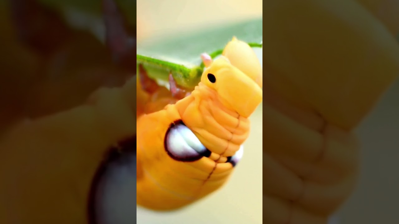 Mind-Blowing Facts About Caterpillars You Didn't Know! 🐛🌍