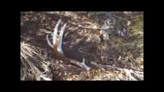 Founder's Colorado Shed Hunt Webcast (MonsterMuleys.com)