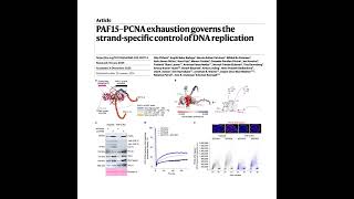 524-PAF15 Regulation of DNA Replication Dynamics