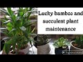 Lucky bamboo and succulent plant பராமரிப்பு மற்றும் வளரும் முறை