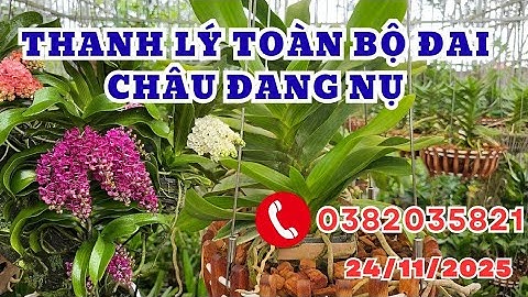 THANH LÝ ĐAI CHÂU ĐANG NỤ CÂY TO, ĐẸP - LH 0382 035 821