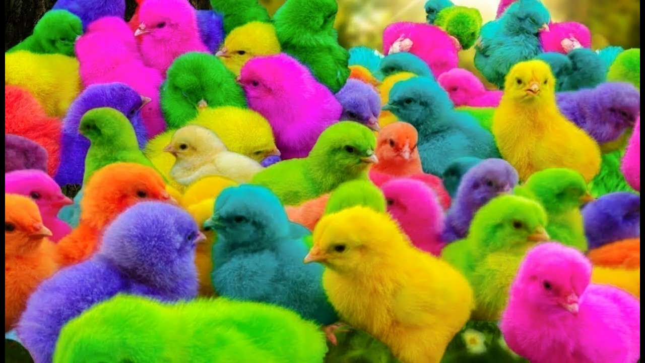 Tangkap Ayam Lucu, ayam warna warni, ayam rainbow, kelinci lucu, bebek lucu, ikan koi, Hewan Lucu