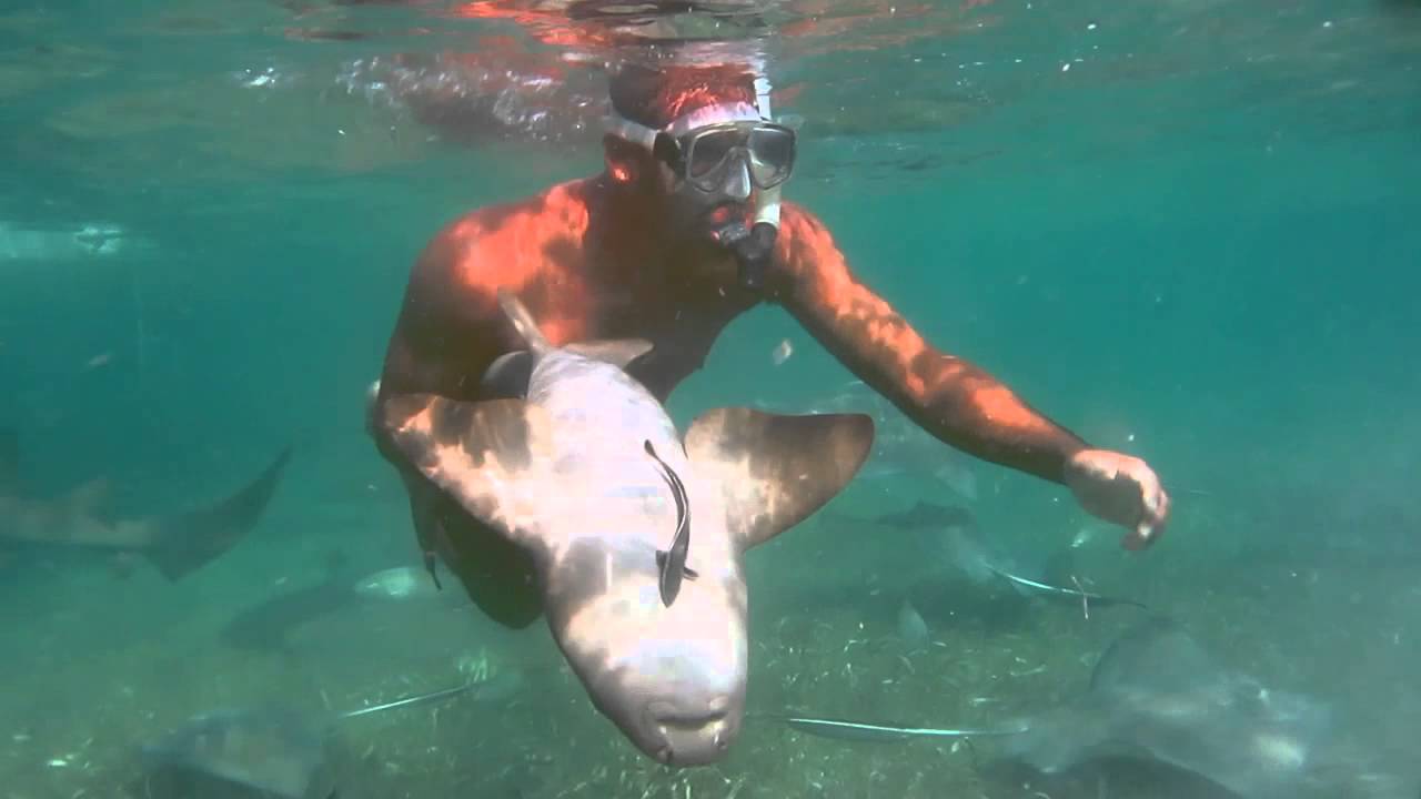 Caye Caulker Marine Reserve Half Day Snorkelling Tour YouTube