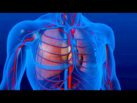 فيديو: نظام القلب والأوعية الدموية في الأسماك