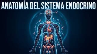 Hormonas El Cdigo Invisible Del Cuerpo Humano
