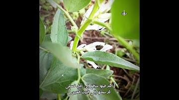 تلاوه جميله جدا من تراويح ليالي رمضان الكريم ماتيسر من سوره الحج