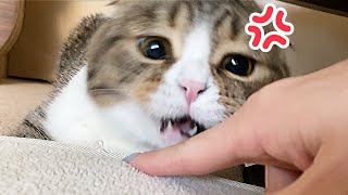 🐈ウンチした後にハイテンションになりすぎた親子猫w