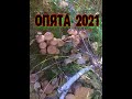Сбор опят. Осень 2021.