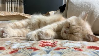 Cute Persian Taking a Nap | Persian Cat | Cute Cherry by Persian Cat 133 views 6 months ago 2 minutes, 44 seconds