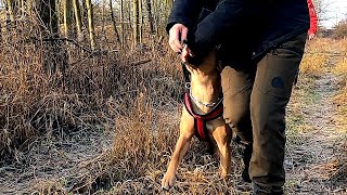 Rettungshundetraining Verbellen Mit Maya