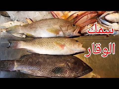 انواع سمك الوقار المختلفة و الفروق بينهم الهامور