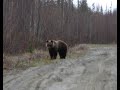 Медвежонок пришел в гости...