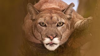 The Florida Panther: A Symbol of Survival and Conservation Efforts