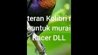 masteran Kolibri ninja durasi 2 jam nonstop