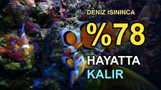 Nemo'nun Gerçek Sırrı: Deniz Isınınca Kendini Küçülten Balık