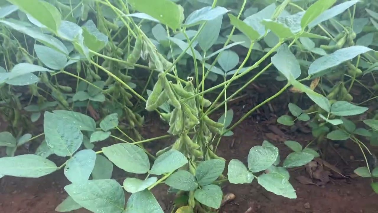 Mostrando como está o soja hoje