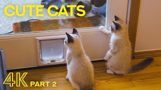 The Life of Cutest Cat Brothers - Funny Little Kittens will Make you Smile- Part #2 - Long Version by Animals and Pets 213 views 2 years ago 1 hour, 23 minutes