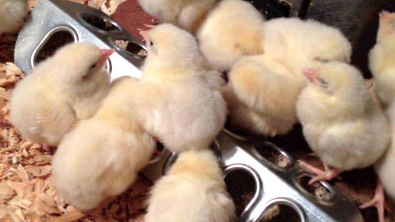 Raising Meat Chickens 2 Days Old YouTube