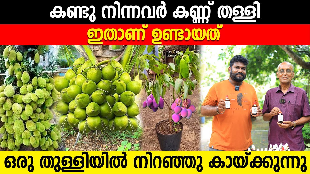 ചത്ത ചെടിയും നിറഞ്ഞു കായ്ക്കുന്നു | മരുന്ന് വിഷമെന്ന് പൊതുജനം | കുടിച്ചു കാണിച്ചു ആസാദ് ചെറിയാനും