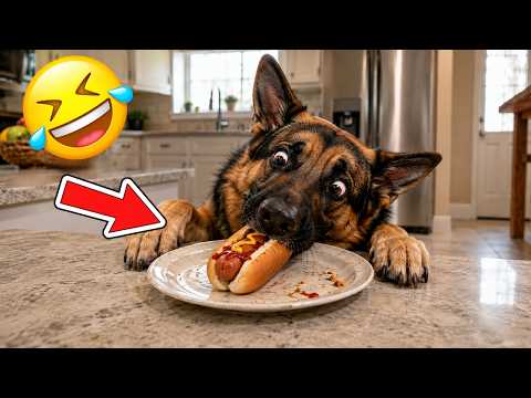 I'm 101% Sure You'll Laugh 😂 | Funniest Dog Moments Ever - Viral Dog Videos 2026