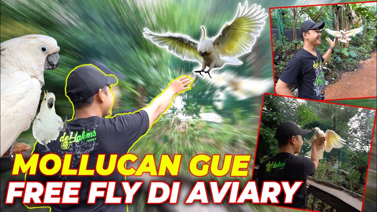 HEBAT!! BARU BEBERAPA HARI, MOLLUCAN  UDAH BISA TRICK