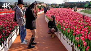 Laoyuhe Wetland Park | One million tulips bloom in winter in Kunming | 4K Walking