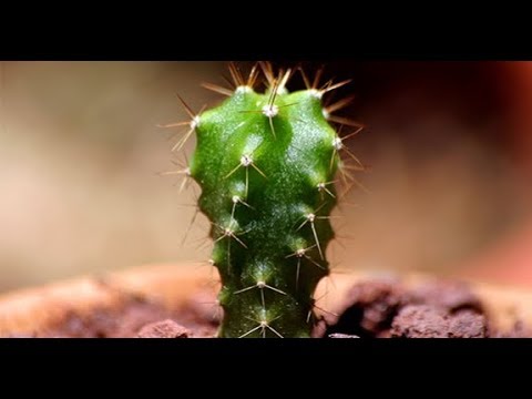 Video: Peyote-verbouing - Leer oor die versorging van Peyote-kaktusseplante