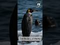 Melanistic Penguins | Why Some Penguins Are Completely Black #shorts #trending #featherandearth