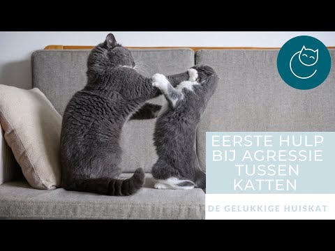 Video: Waarom Vechten Katten Tegen Katten?