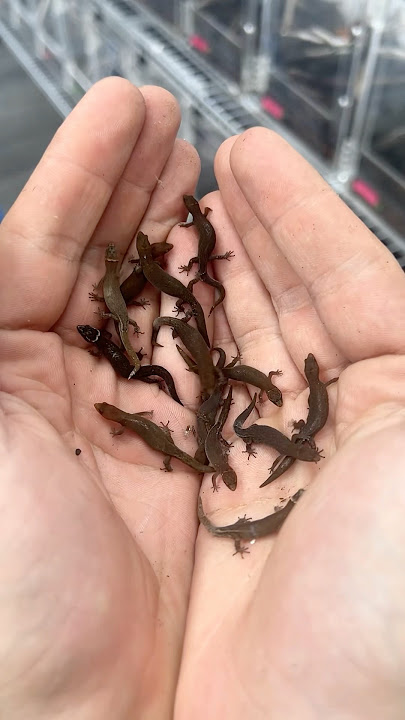 Feeding Amazon micro geckos some tiny crickets! #HerpTime #reptile #lizard #geckos