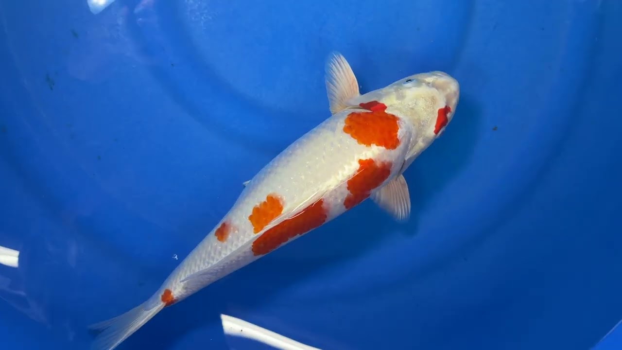Sakura Ogon - koi #x1014n013 - Kanno Koi Farm