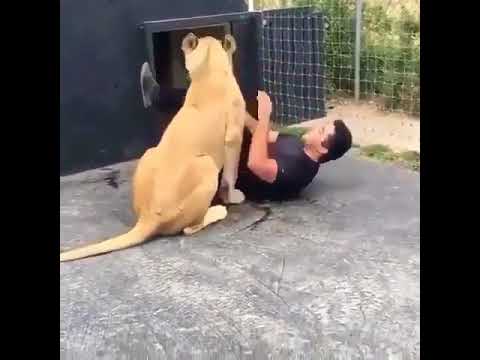 lioness-kisses-man-|-animal-videos