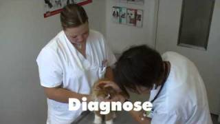 Activet Trailer2007.Wmv