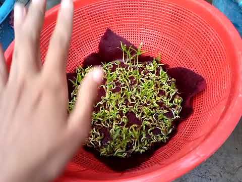 iHidroponiki sederhana pakai alat dapur YouTube