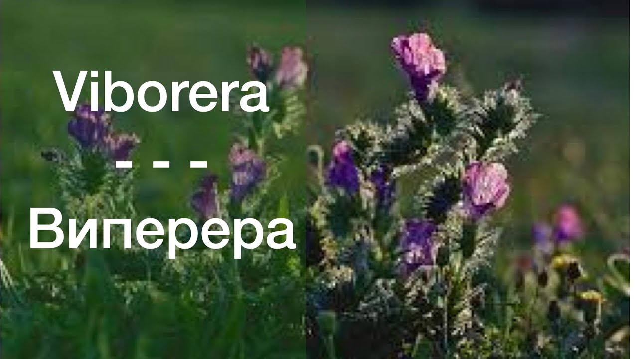 Plantas silvestres comestibles  Viborera | Съедобные дикорастущие растения Виборера