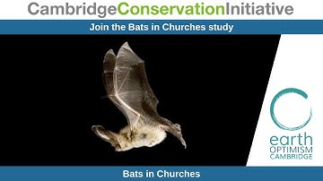 Join the Bats in Churches study by Bats in Churches