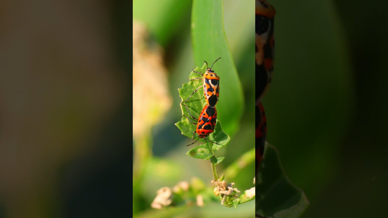 Shield Bugs Photoshoot | 