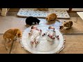 双子の周りに猫が集まりすぎた結果…（全員見守り隊）